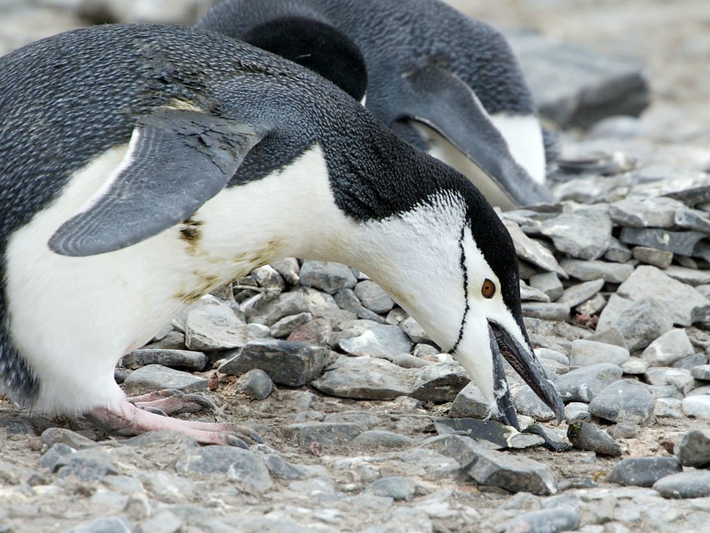 Chinstrap penguin finds a rock, Hannah Point.  Click for next photo.