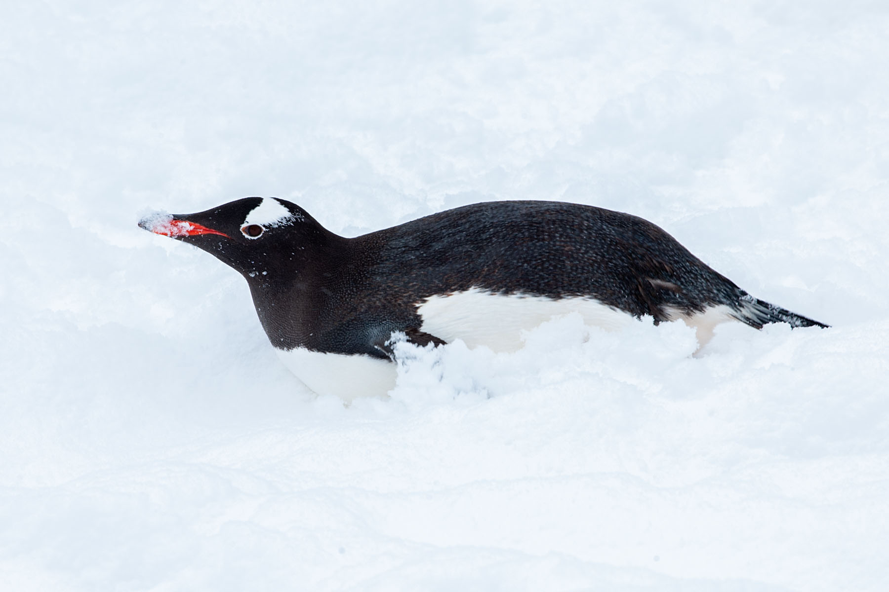 Gentoo, Cuverville Island.  Click for next photo.