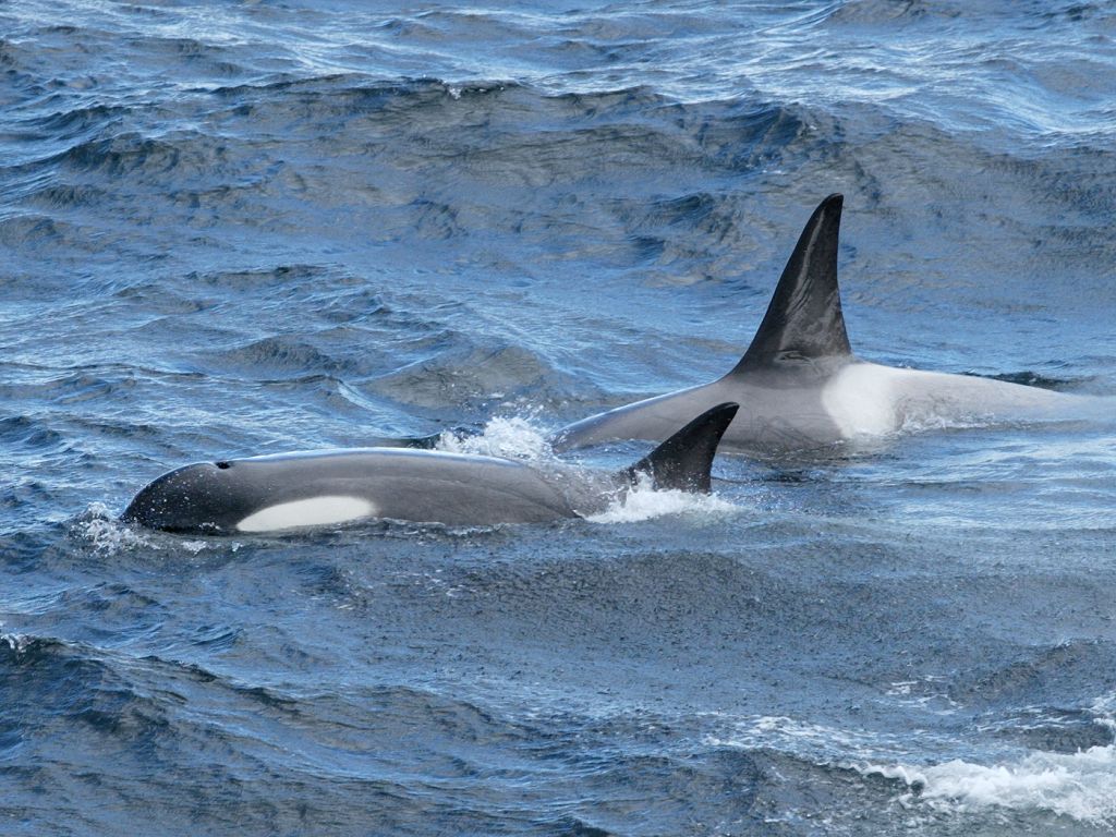Orcas near the ship as we approach Lemaire Channel.  Click for next photo.