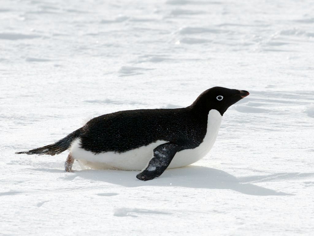Adelie penguin toboggans, Petermann Island.  Click for next photo.