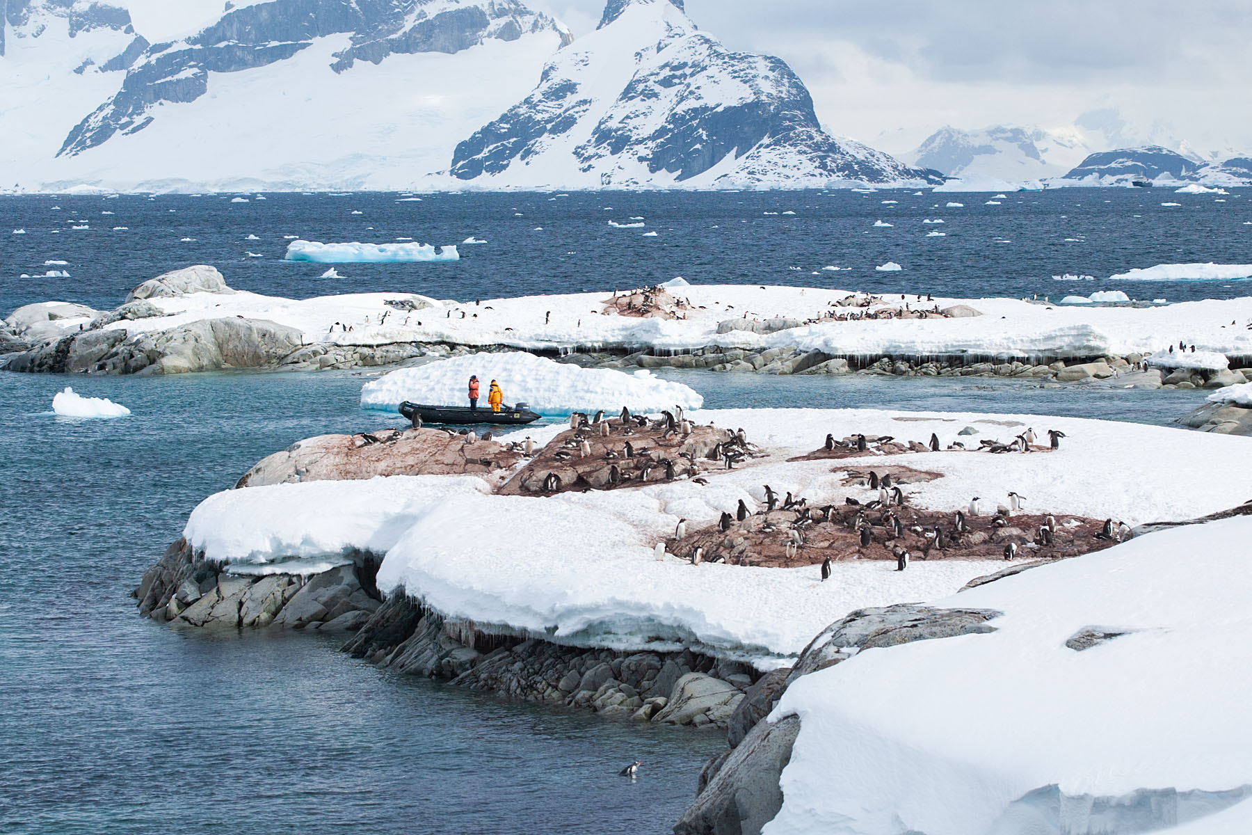 Penguin colony, Petermann Island, Dec. 3.  Click for next photo.