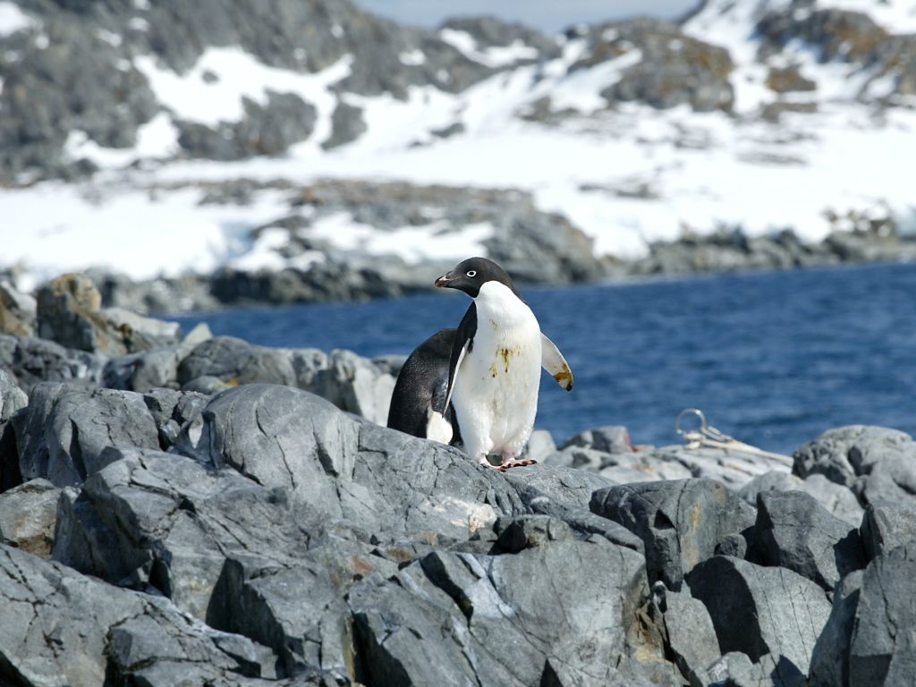 Adelie penguin, Torgersen Island.  Click for next photo.