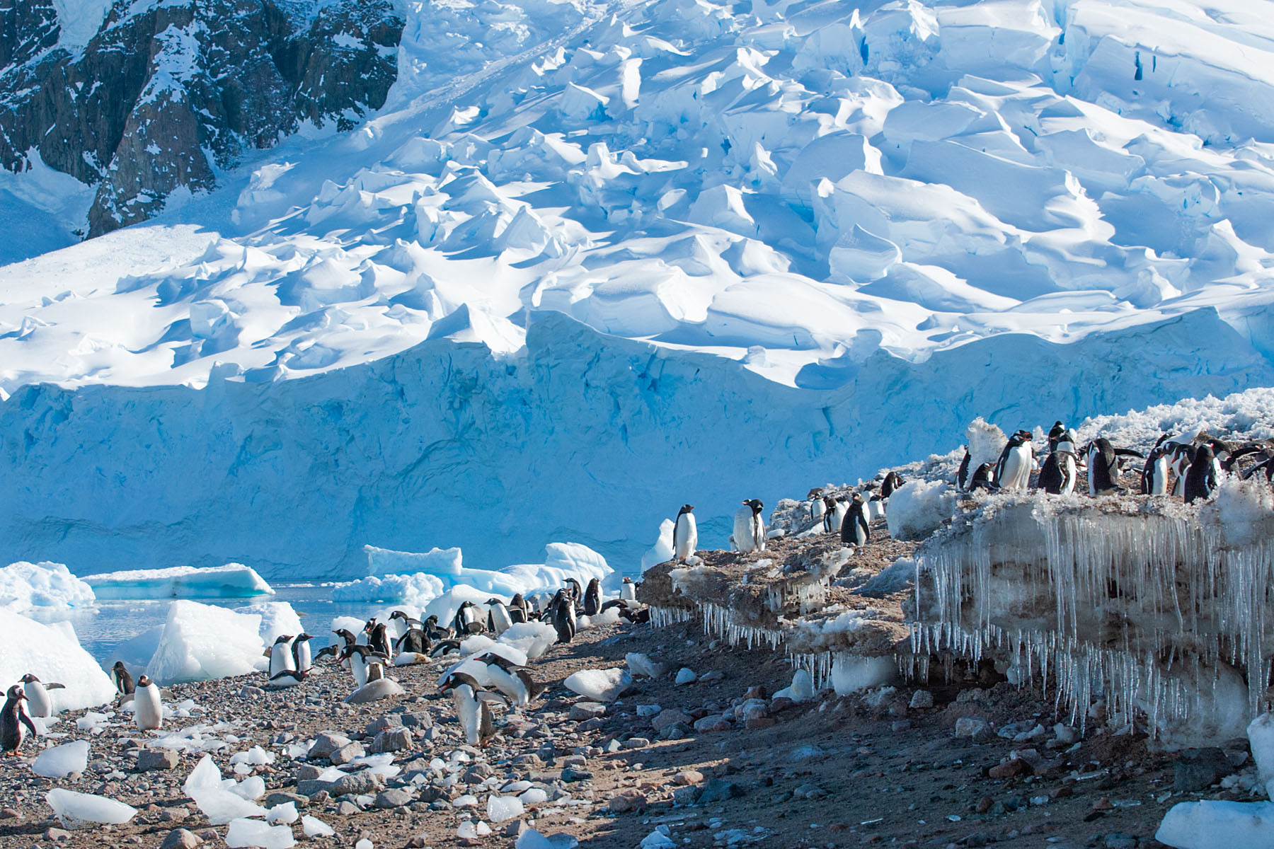 Gentoos at Neko Harbor on the Antarctic continent.  Click for next photo.