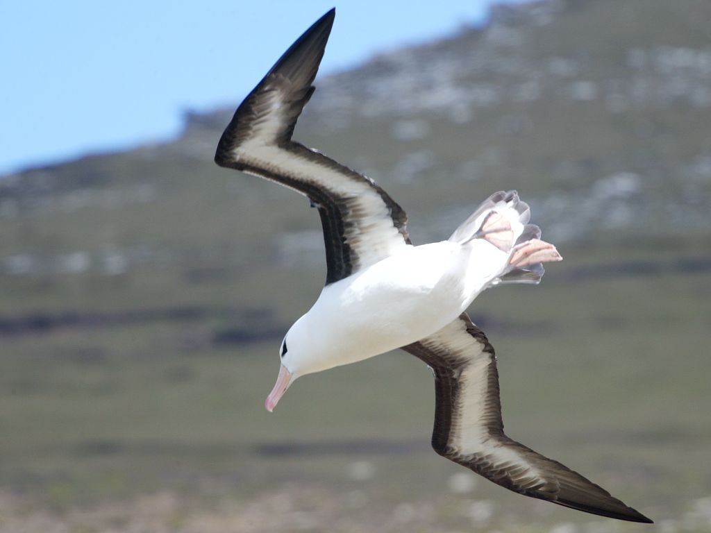 Black-browed albatross, West Point Island, Falklands, Dec. 8.  Click for next photo.