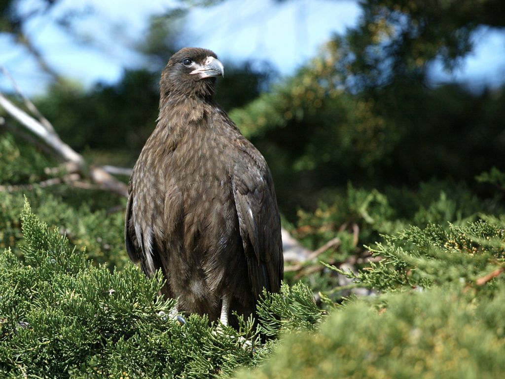 I guess this is a Chimango Caracara.  West Point Island, Falklands, Dec. 8.  Click for next photo.
