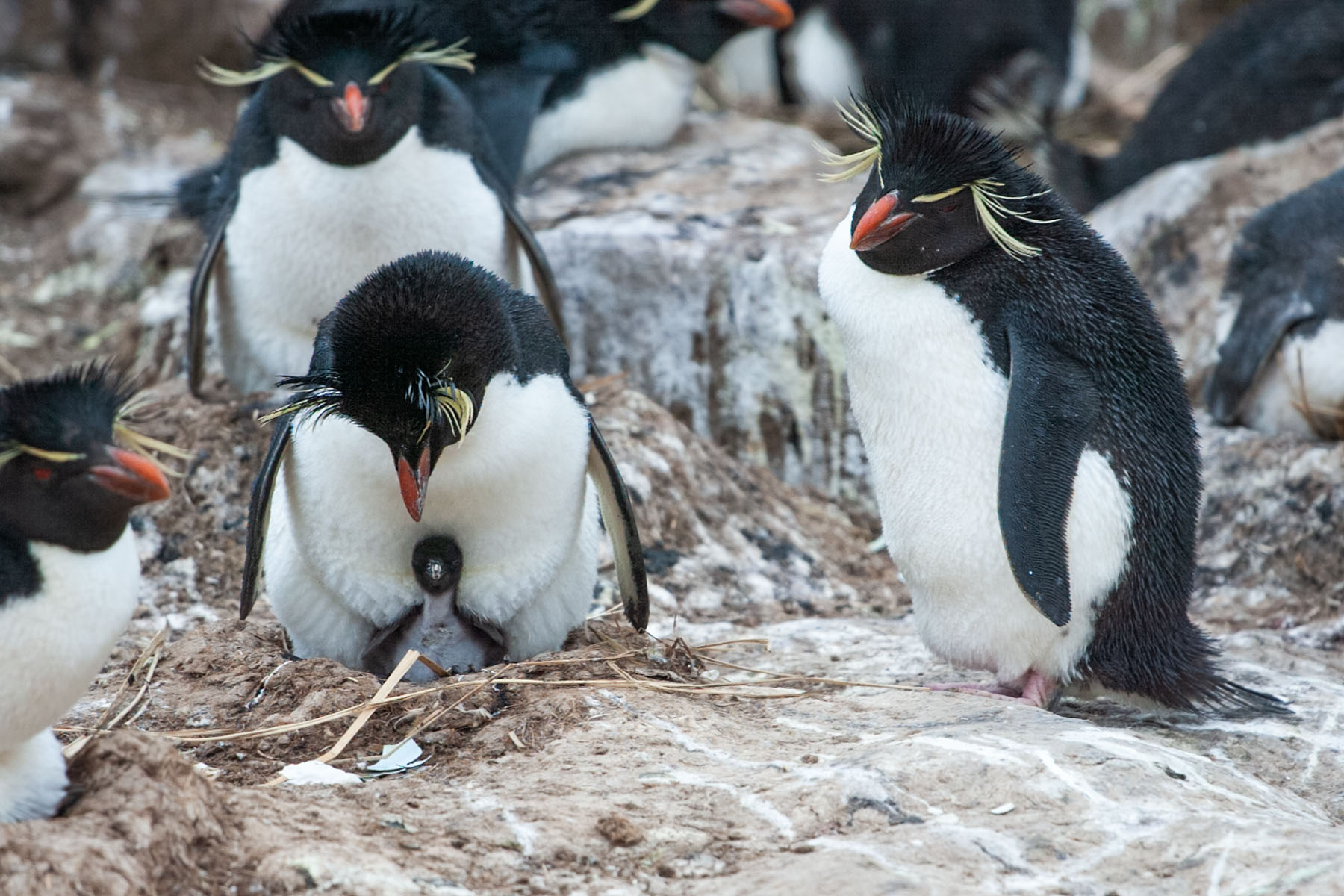 Rockhopper chick under parent, New Island, Falklands.  Click for next photo.