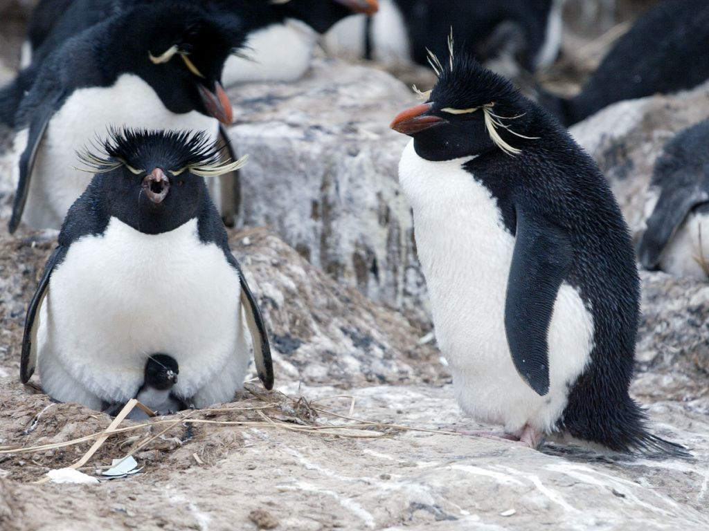 Rockhopper chick under parent, New Island, Falklands, Dec. 8.  Click for next photo.