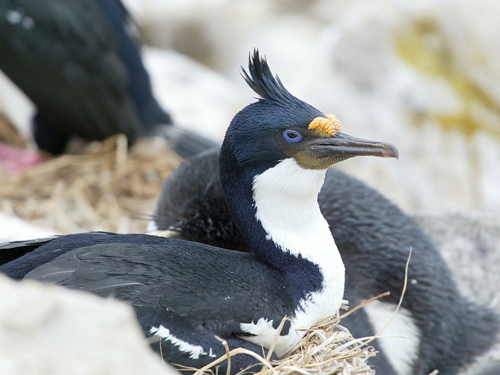 And now for something completely different.  A blue-eyed shag, nesting among the rockhoppers and albatrosses, New Island, Falklands.  Click for next photo.