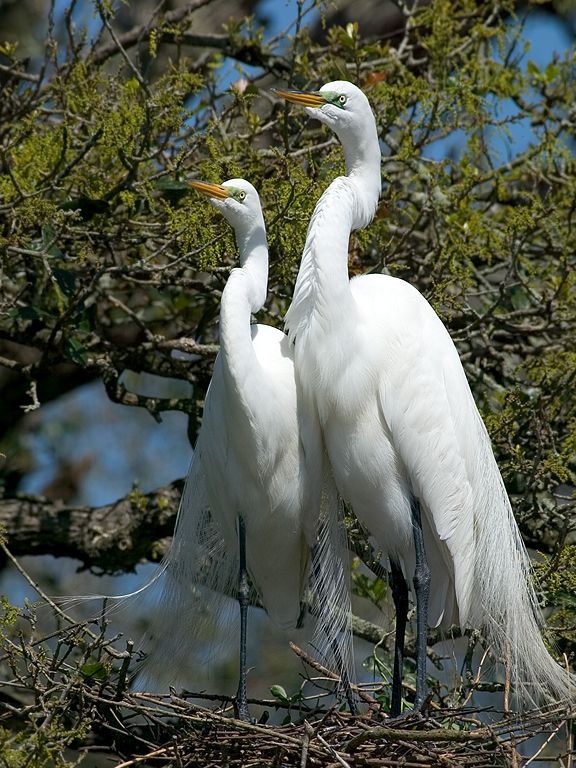 An egret pair does their American Gothic pose.  Click for next photo.