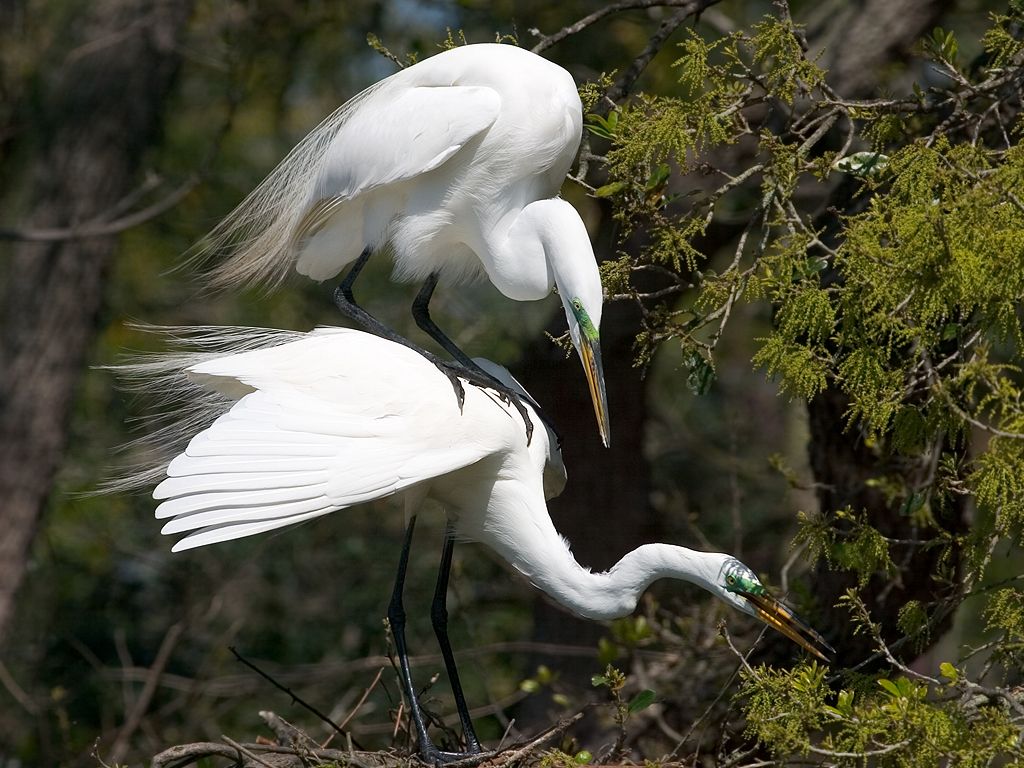 Where do baby egrets come from? St. Augustine.  Click for next photo.