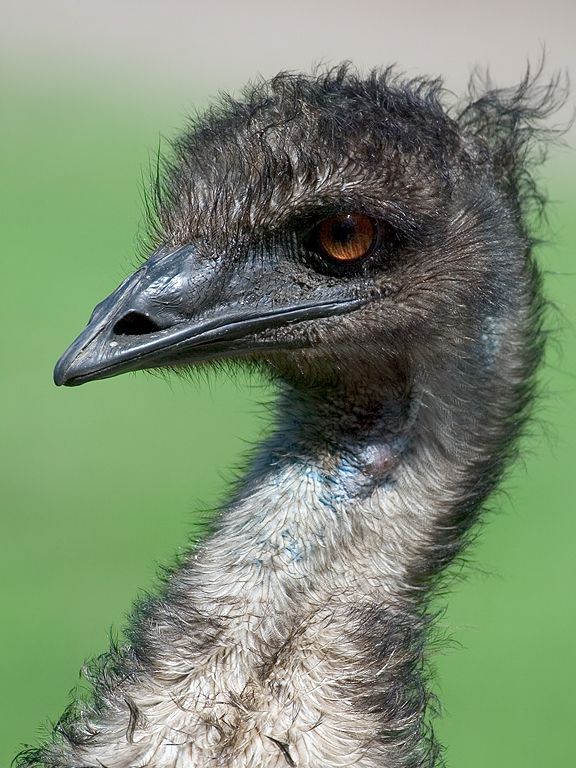 Emu looking for a handout. St. Augustine.  Click for next photo.