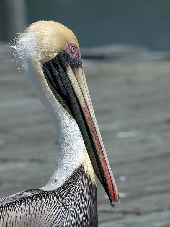 Lots of pelicans in Cedar Key.  Click for next photo.