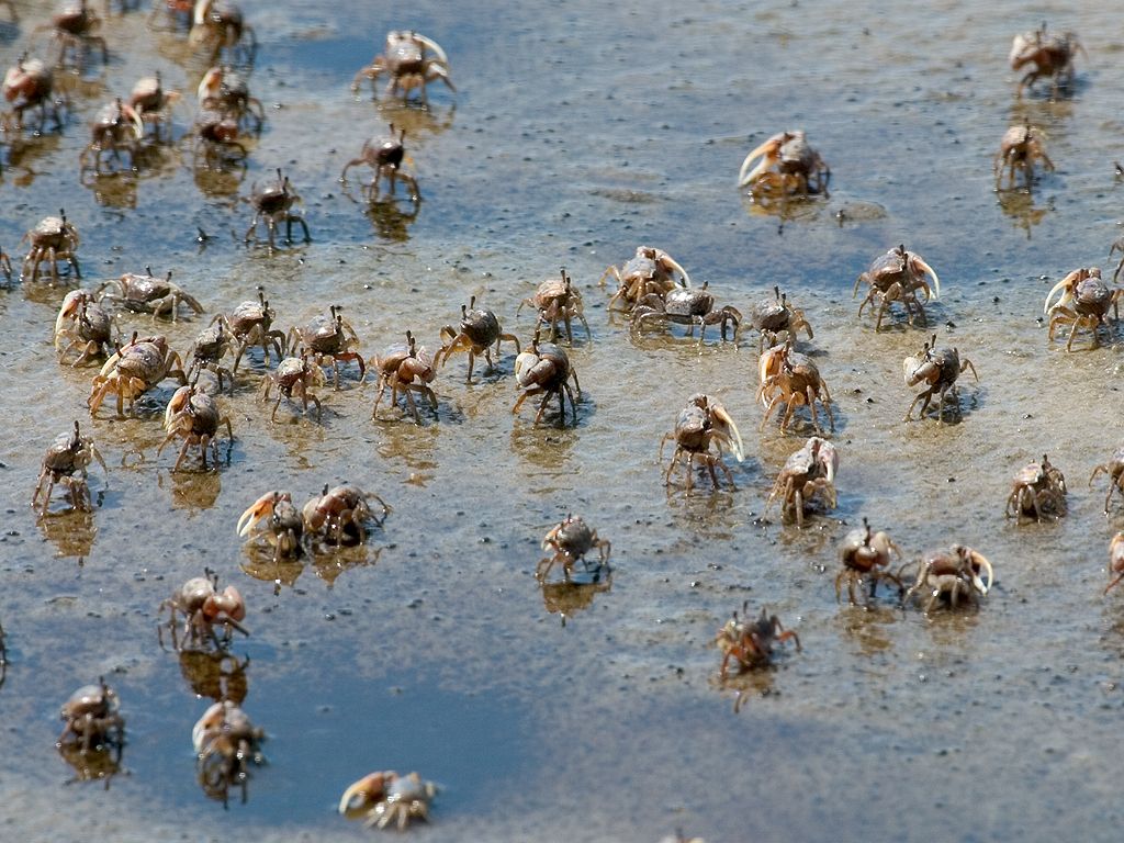 Hundreds of Ghost Crabs skitter around, Lower Suwannee NWR.  Click for next photo.