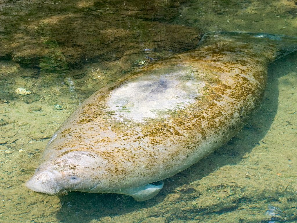 Manatee in Homosassa Springs Wildlife State Park.  Click for next photo.