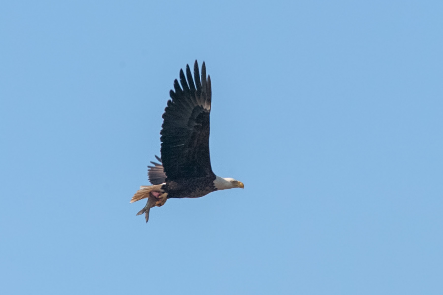 Eagle with a fish at Eastern Neck National Wildlife Refuge near Rock Hall, Maryland.  Not a sharp image, but this was one of my first eagle sightings in flight with a fish and I was happy to get it.  Click for next photo.