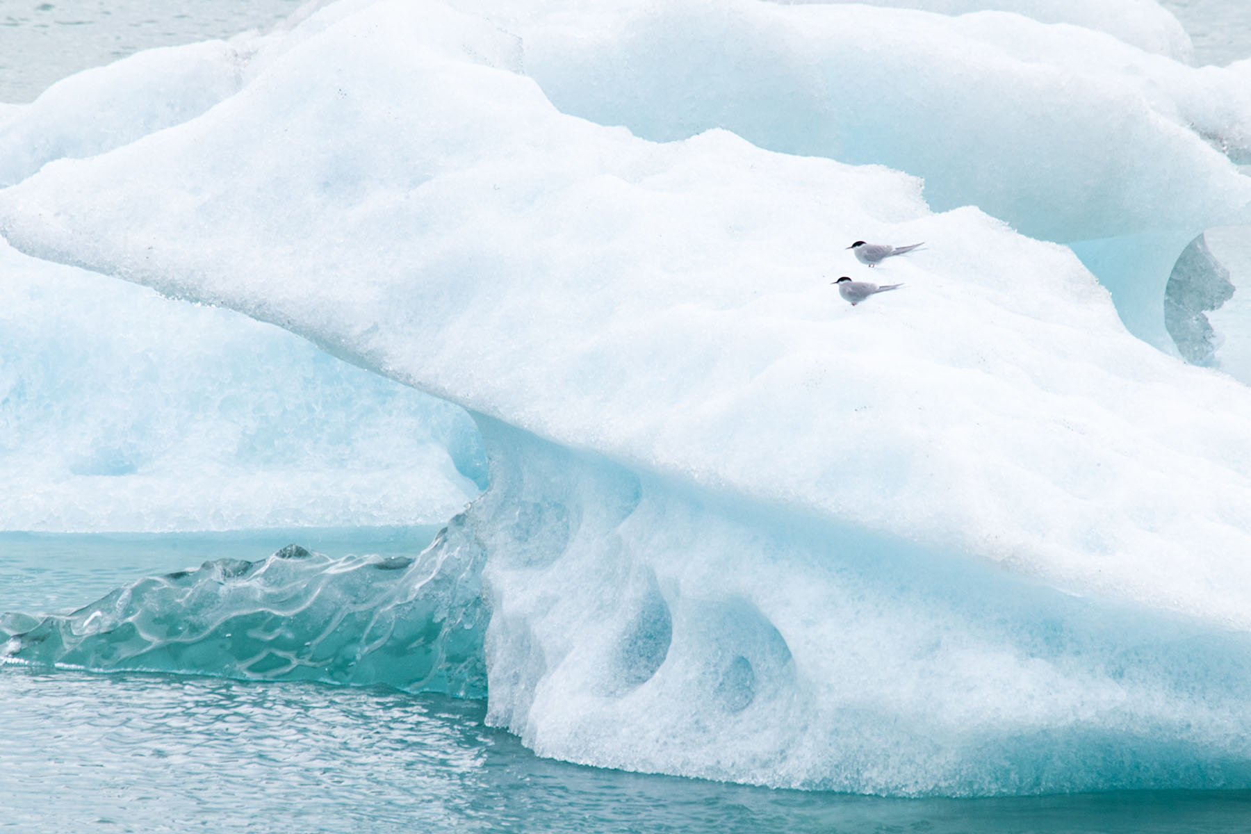 Terns on an ice floe.  Click for next photo.