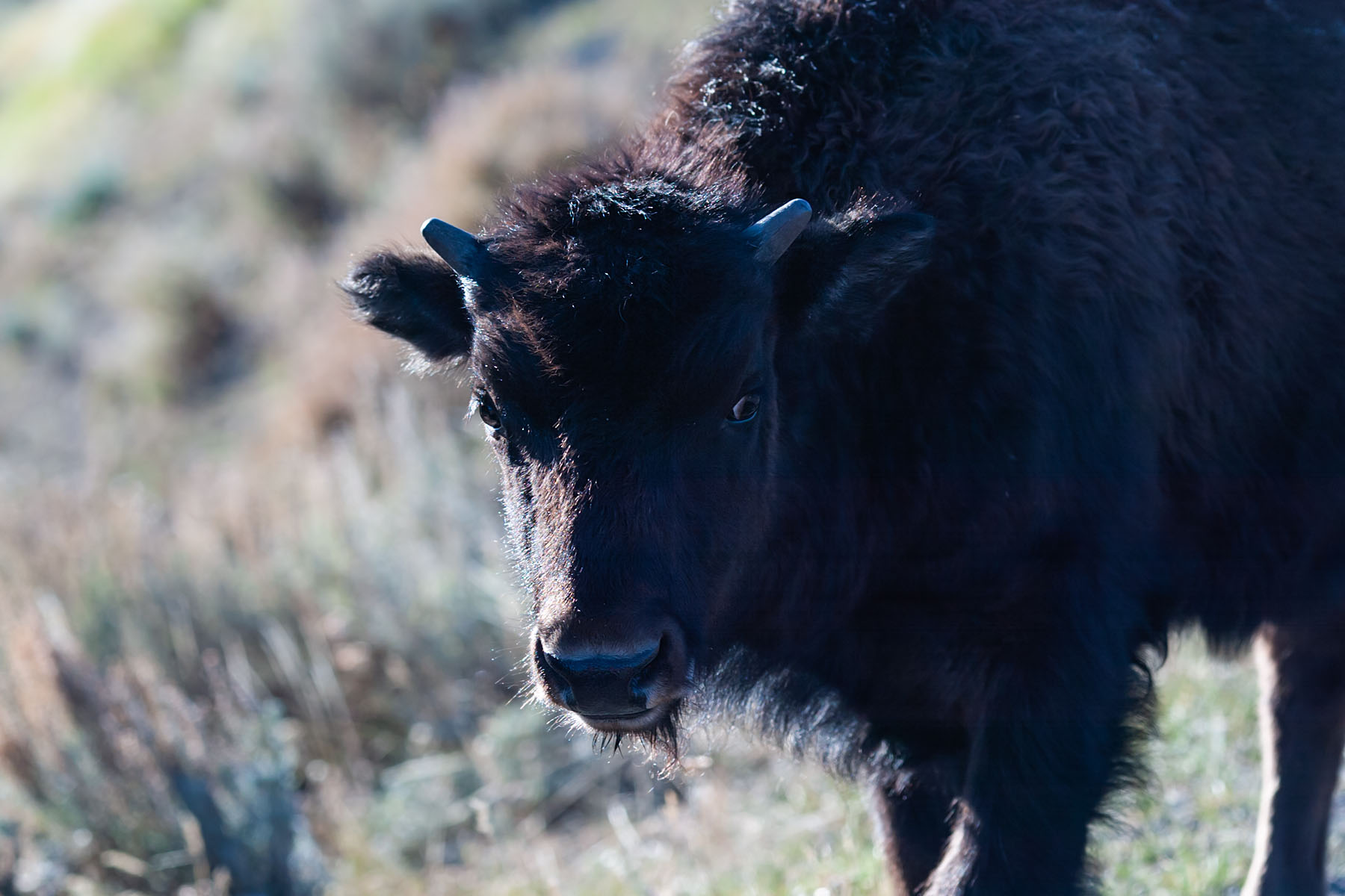 Yellowstone bison calf.  Click for next photo.