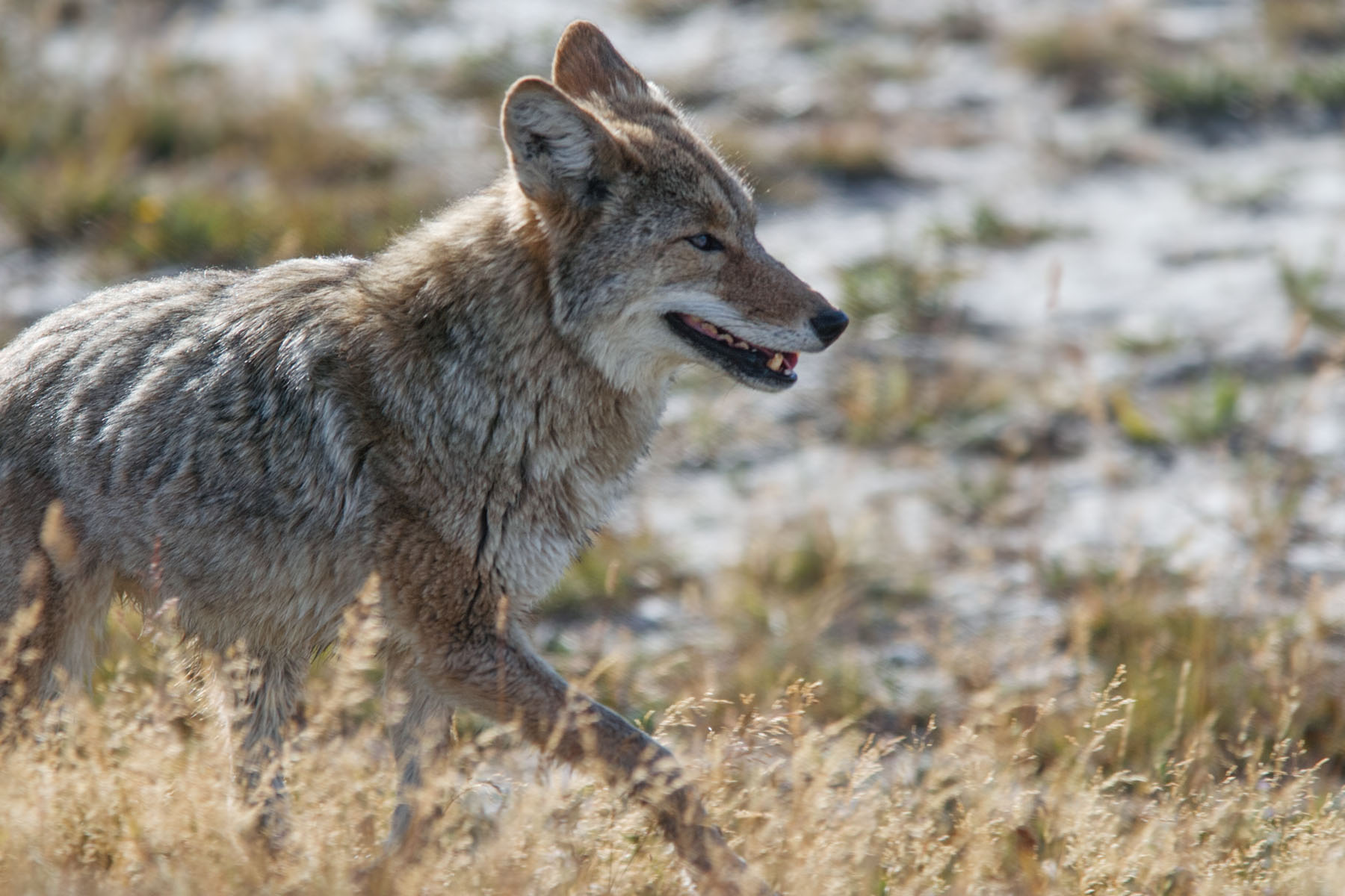Coyote in Yellowstone.  Click for next photo.