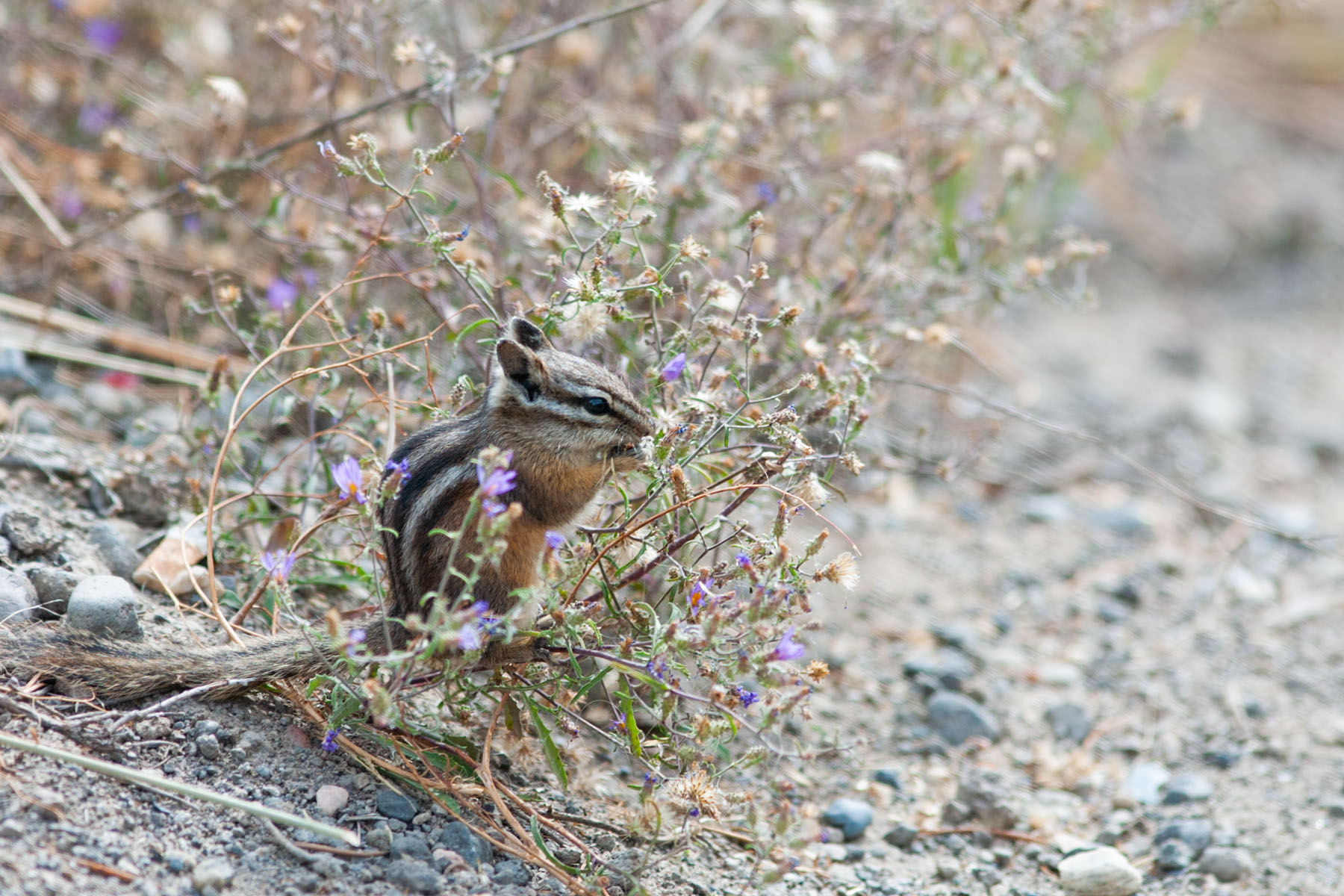 A ground squirrel gets a snack.  Click for next photo.