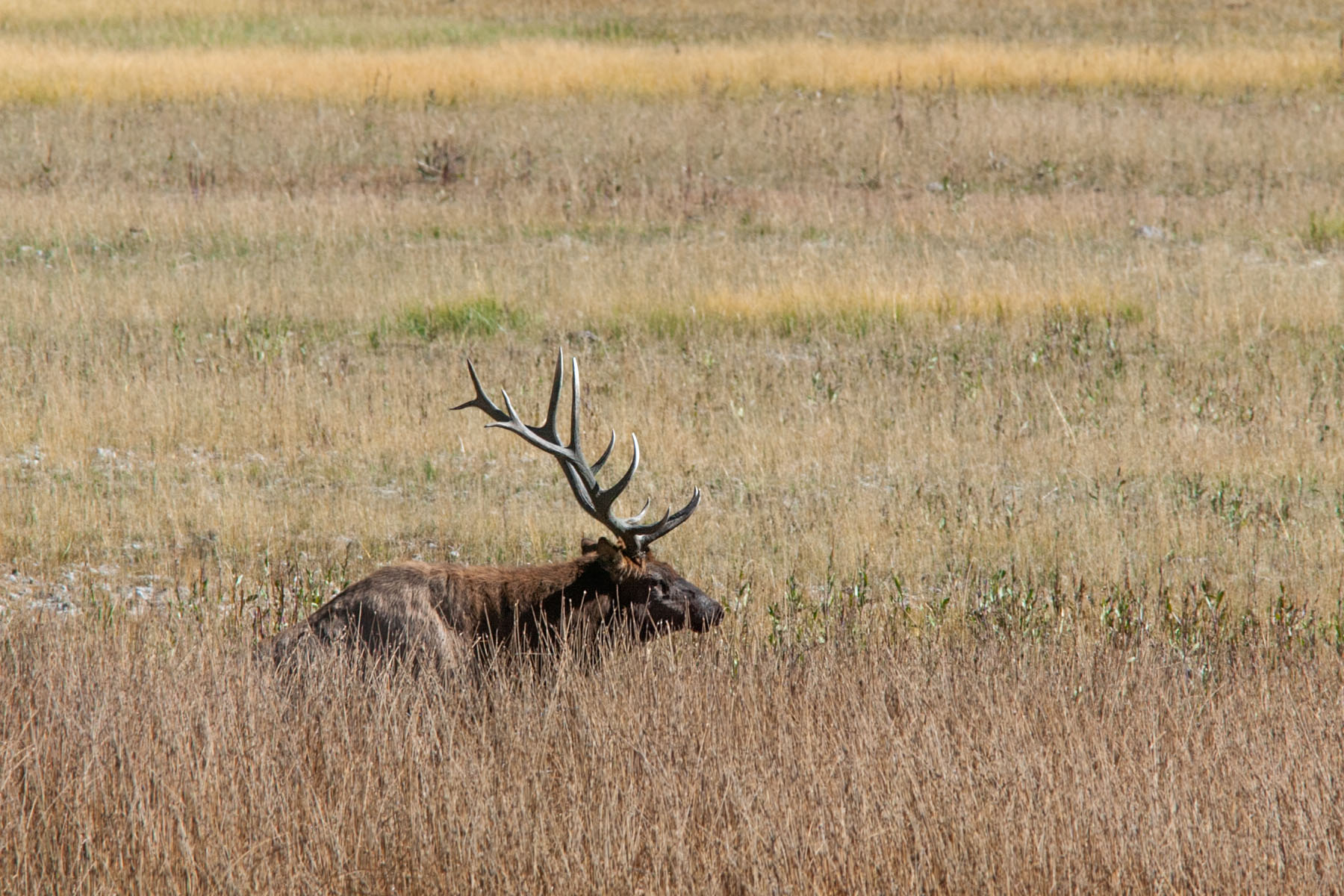 A bull elk dozes in Yellowstone.  Click for next photo.