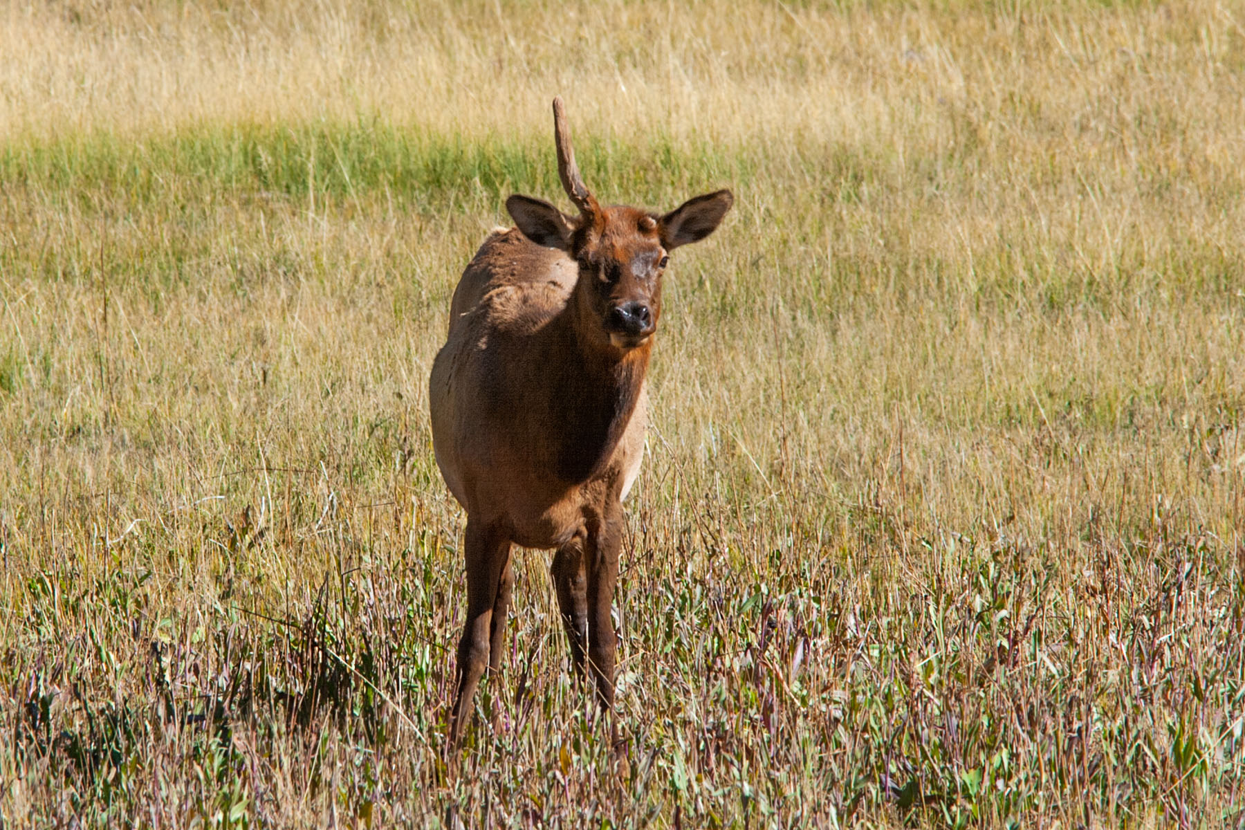 Elk in Yellowstone, something is not quite right.  Click for next photo.