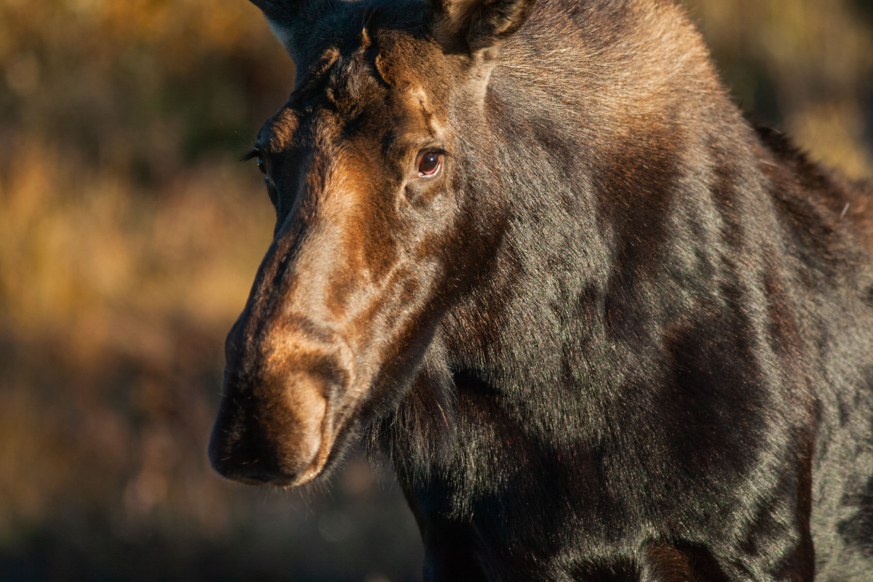 Moose, Grand Teton.  Click for next photo.