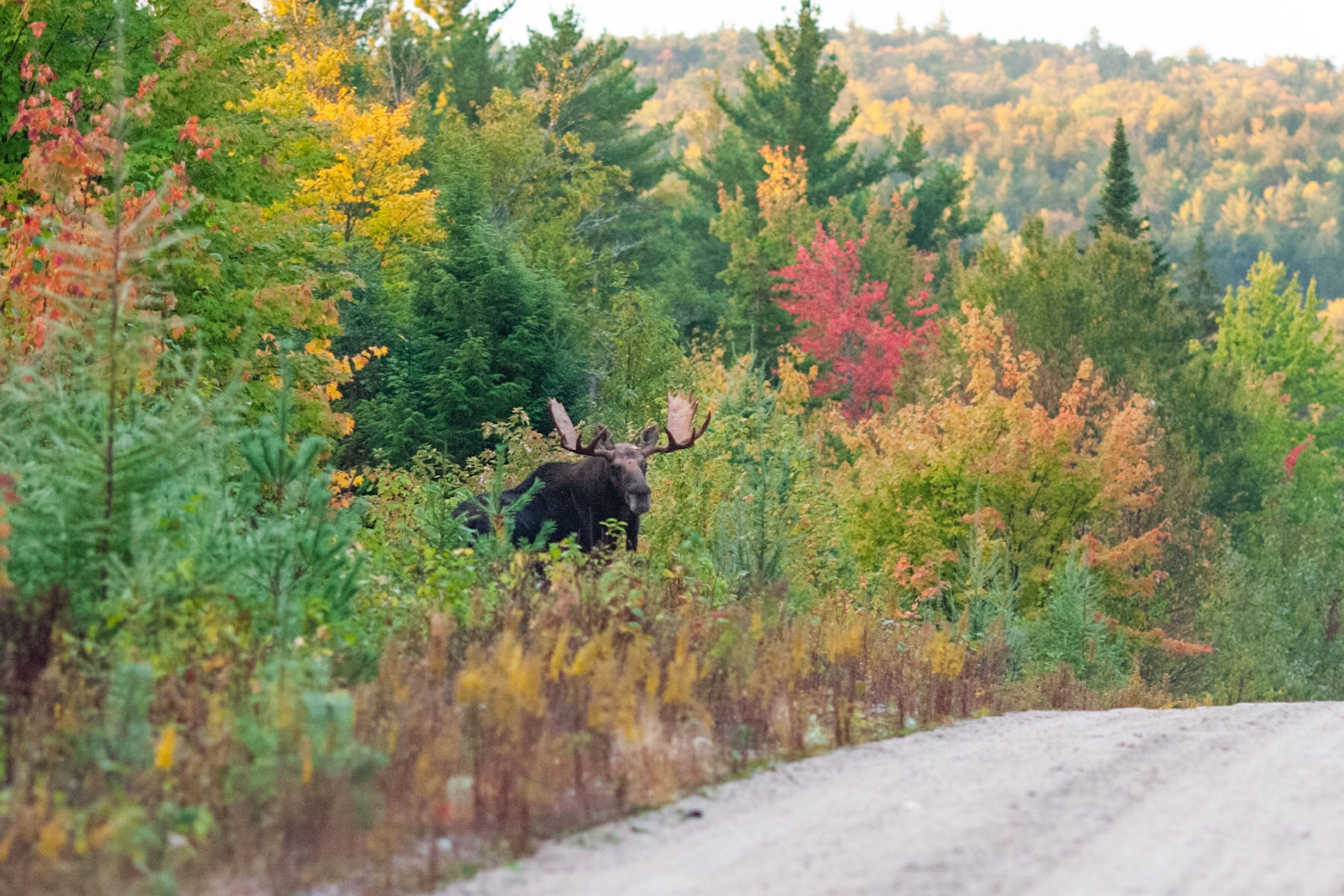 Moose, central Maine, October 2003.  The only bull moose with antlers I saw on this trip.  Click for next photo.