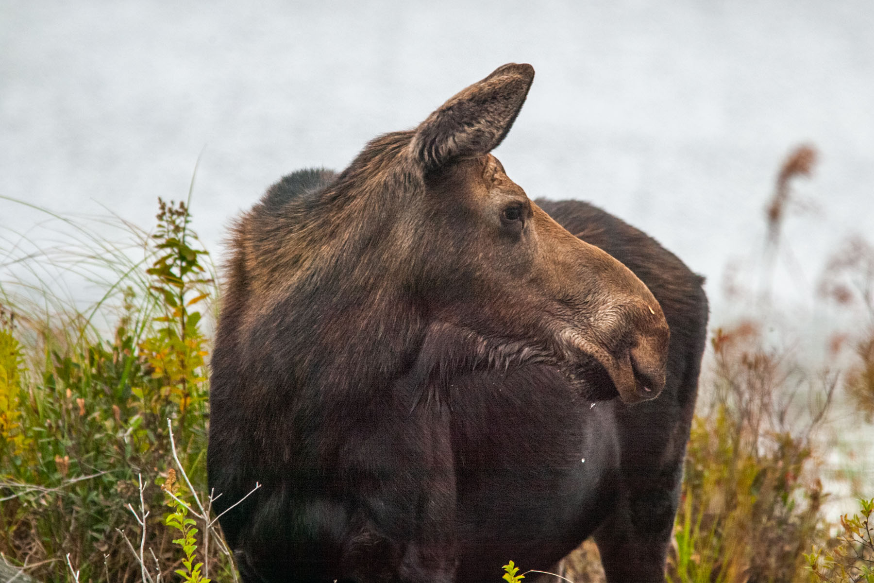 Moose, Baxter State Park, Maine.  Click for next photo.