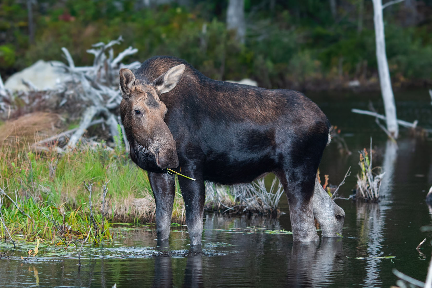 Moose, Baxter State Park, Maine.  Click for next photo.