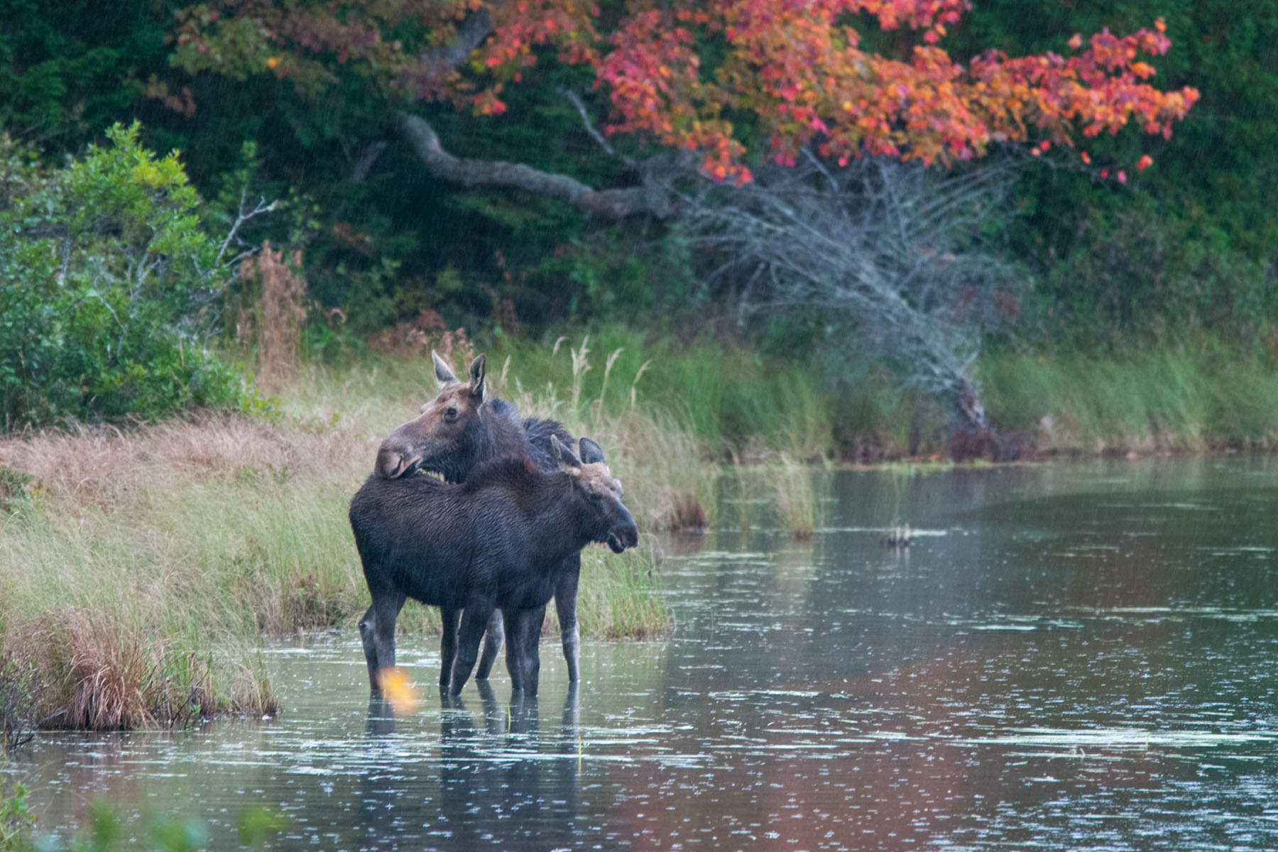 Moose cow-calf pair, Baxter State Park, Maine.  Click for next photo.