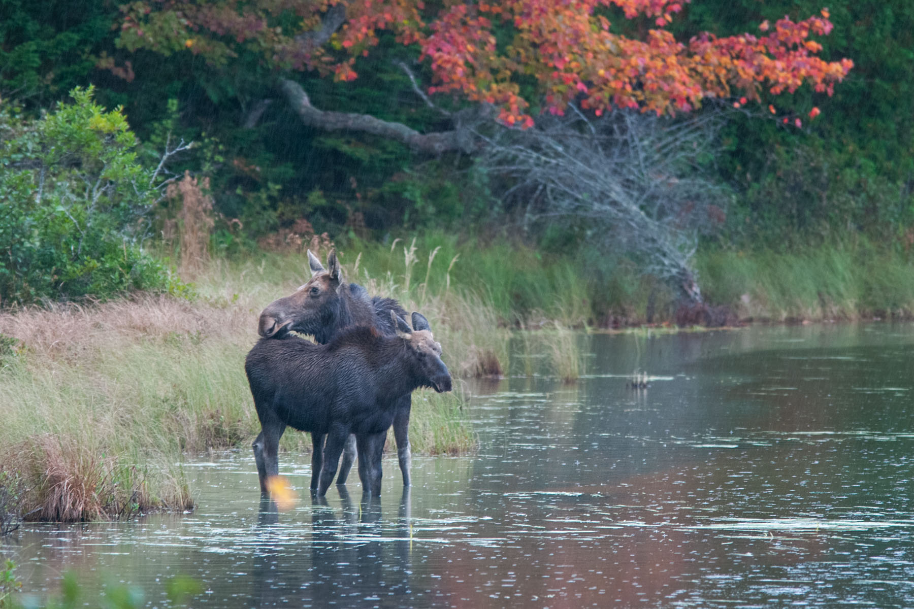 Moose cow-calf pair, Baxter State Park, Maine.  Click for next photo.