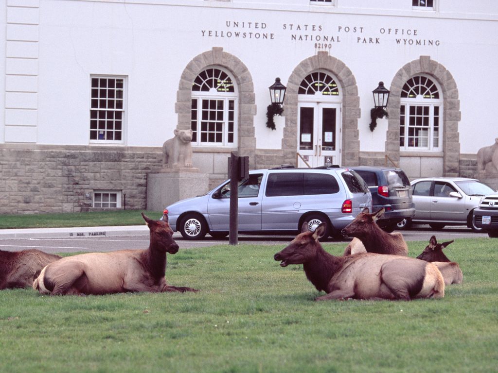 A herd of elk camps out on the grass in front of the Yellowstone Post office in Mammoth Hot Springs.  Click for next photo.