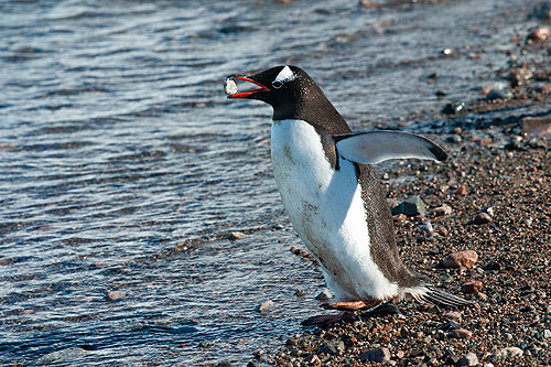 Gentoo with a rock.  Click here if the image is not visible.
