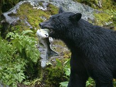 Alaska