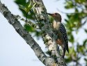 Woodpecker, Florida.