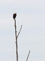 Eagle perched on dead tree at Blackwater NWR, Maryland, 2003.  This tree is visible from the Visitor Center and the several times I have been there, there always seems to be an eagle perched there.