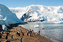 Gentoos, Neko Harbor on the Antarctic continent, Dec. 5.
