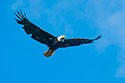 Bald eagle in Petersburg, Alaska, 2003.