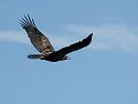 Bald eagle juvenile in Petersburg.