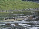 Not a great photo but there are eight bald eagles in this image taken near the boat landing at Anan Creek, Alaska.  Unfortunately our path didn't take us any closer.
