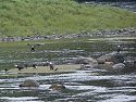 Not a great photo but there are eight bald eagles in this image taken near the boat landing at Anan Creek, Alaska.  Unfortunately our path didn�t take us any closer.