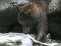 A brown (grizzly) bear sticks a paw in the water, Anan Creek.