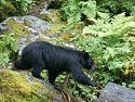 There is a cliff on the bank opposite the observatory at Anan Creek.  Bears follow various paths down to the water, over logs and between the rocks.