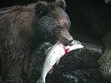 The brown bear comes up with a salmon.