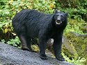 A bear pauses to check out the audience, Anan Creek, Alaska.