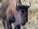 Yellowstone bison, 2003.
