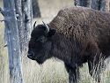 Yellowstone bison, 2003.