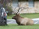 A big bull elk relaxes on the lawn in Mammoth Hot Springs.
