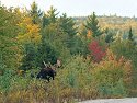 A bull moose shows himself for just a few seconds near Baxter State Park, Maine, 2003.
