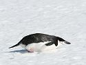 Chinstrap penguin toboggans along, Robert Island, Dec. 1.
